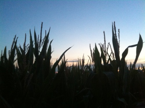 Abendstimmung Maislabyrinth 2