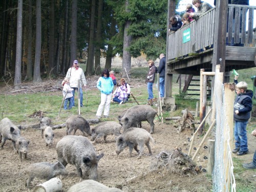 Tierpark Rheinböllen Schweinerei